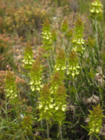 Sideritis sp (Espagne)